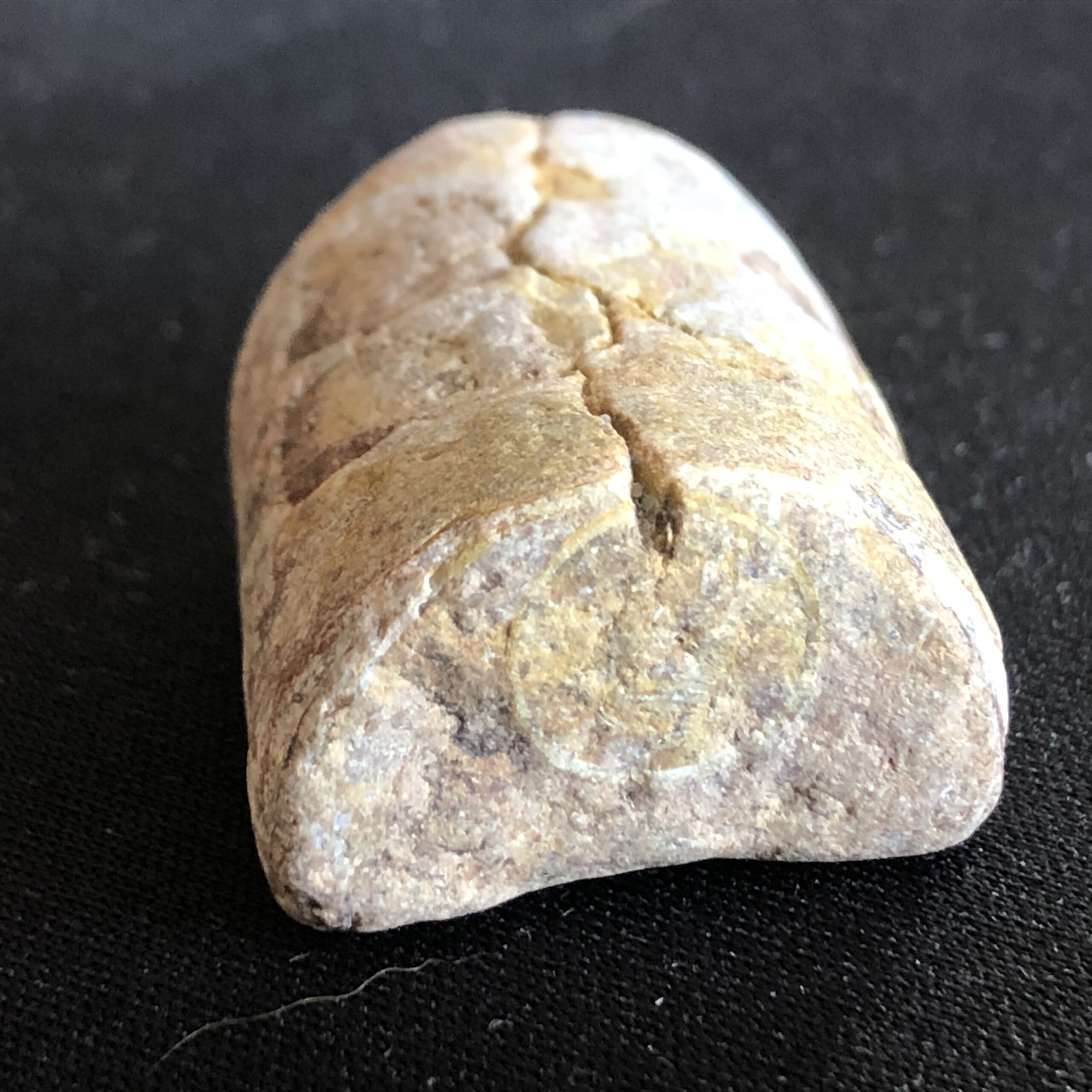 Blæksprutte